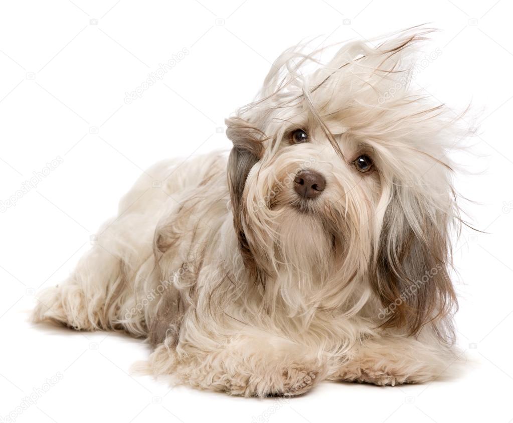 Cute chocolate Havanese dog in wind