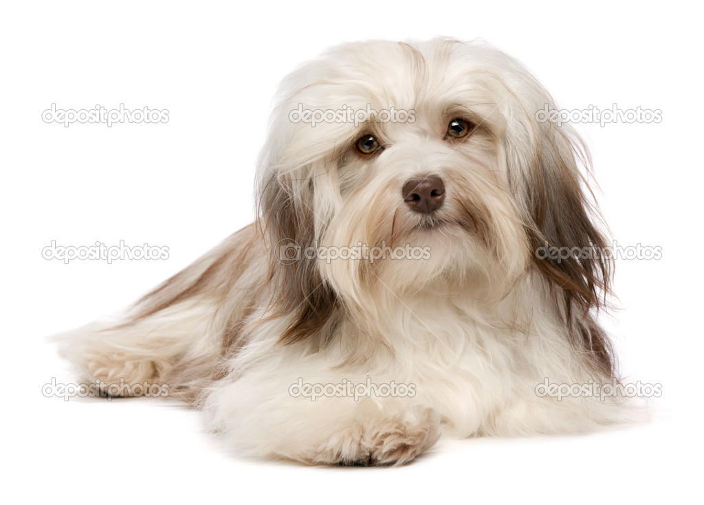 Cute lying chocolate Havanese dog