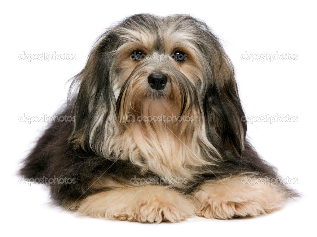 liegend Tricolor Havaneser Hund hübsch schaut zu Kamera — Stockfoto