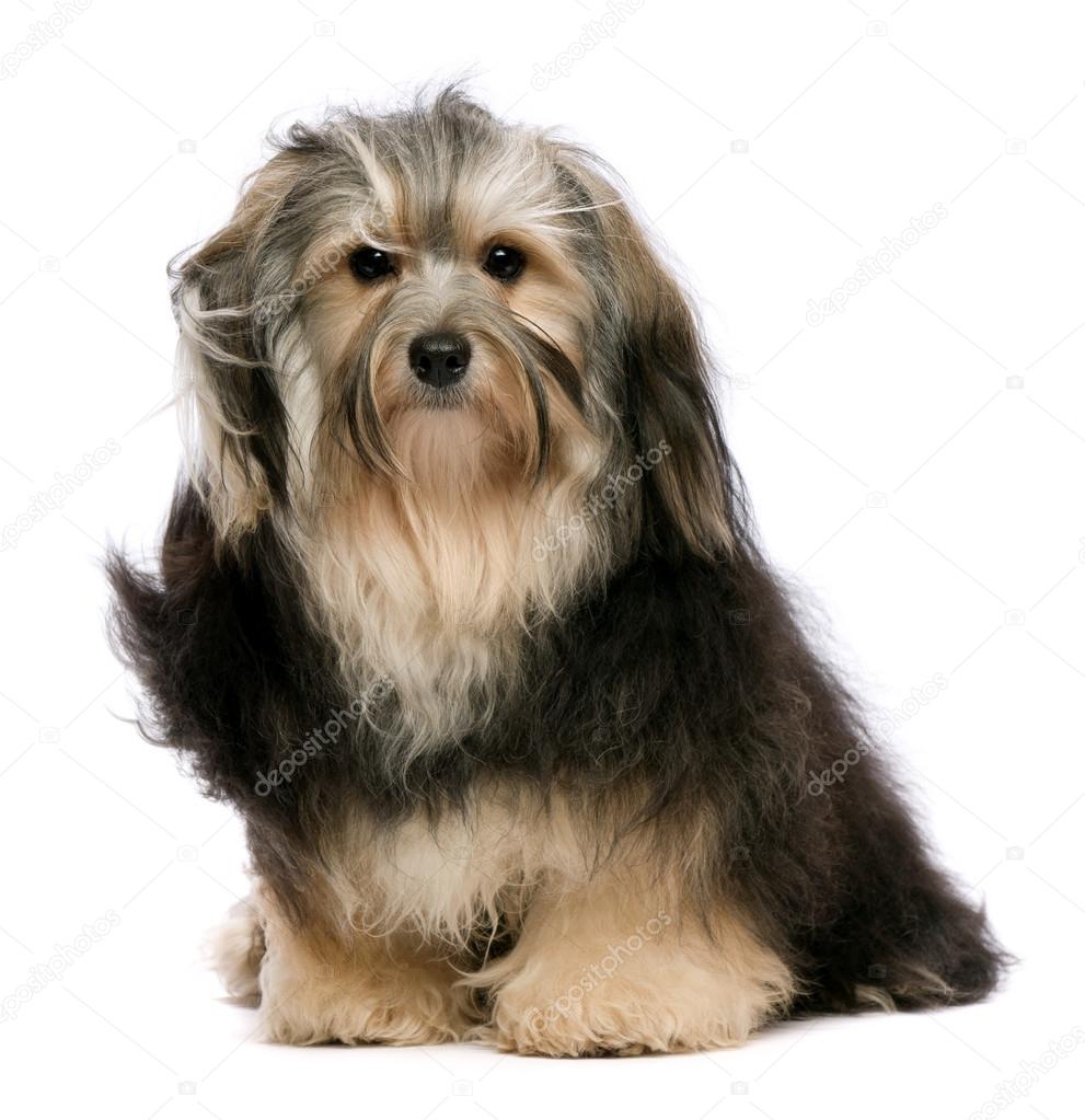 Cute sitting tricolor Havanese dog is looking to camera