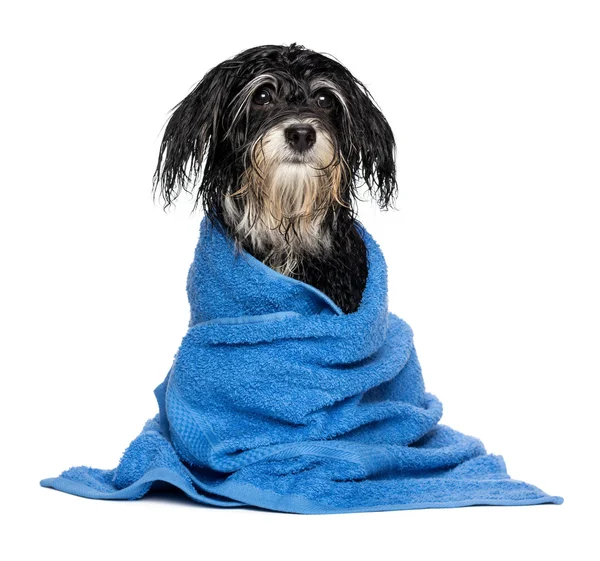 Wet havanese puppy dog after bath is dressed in a blue towel — Stock Photo, Image