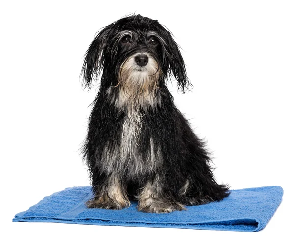 Υγρό havanese κουτάβι σκυλί μετά κάθεται σε μια μπλε πετσέτα μπάνιου — Φωτογραφία Αρχείου