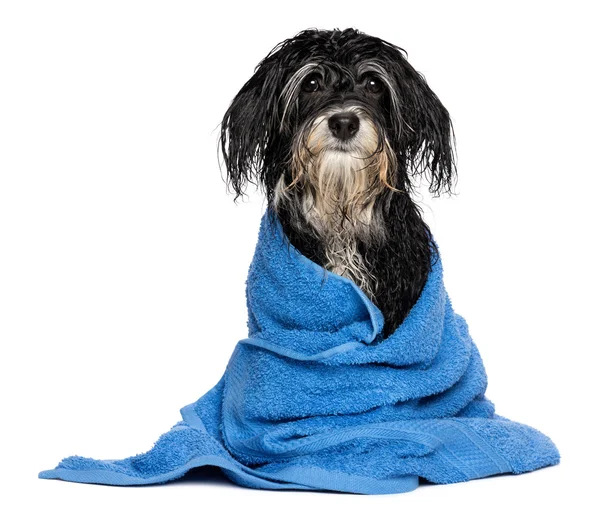 Wet havanese puppy dog after bath is dressed in a blue towel — Stock Photo, Image