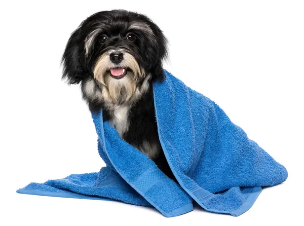 Feliz perro cachorro seco havanese después del baño se viste con un remolque azul — Foto de Stock