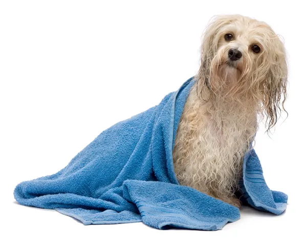 Σκυλί υγρό havanese κρέμα μετά το μπάνιο — Φωτογραφία Αρχείου