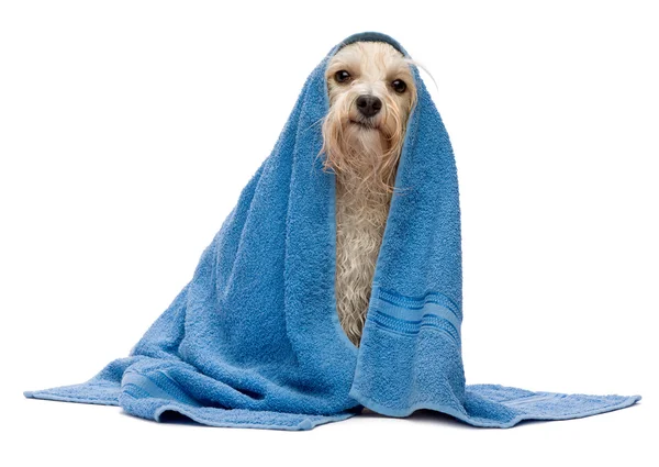 Wet cream havanese dog after bath — Stock Photo, Image