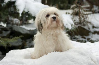 sevimli küçük havanese kız köpek içinde belgili tanımlık kar