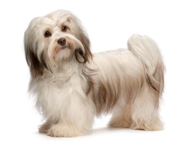 güzel çikolata havanese köpek