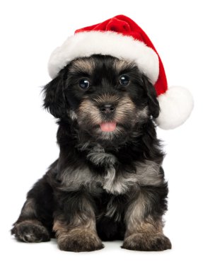 sevimli Noel havanese köpek yavrusu