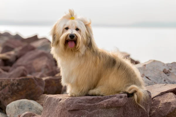 Lindo perro Havanese está sentado en algunas rocas del puerto —  Fotos de Stock