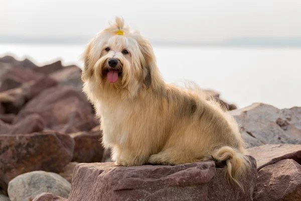 Lindo perro Havanese está sentado en algunas rocas del puerto —  Fotos de Stock