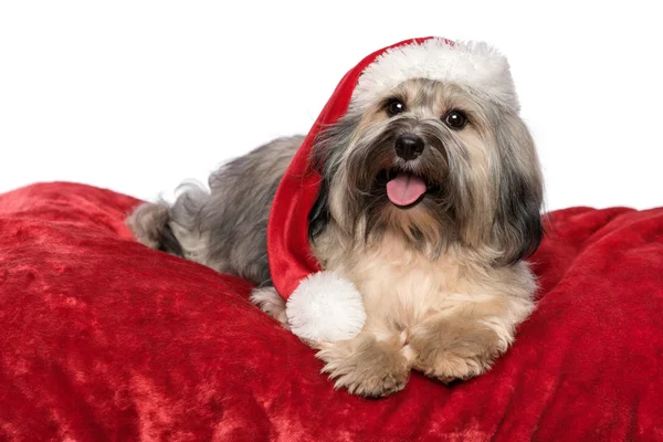 Słodkie Boże Narodzenie hawańczyk psa z santa hat leży na czerwony b — Zdjęcie stockowe