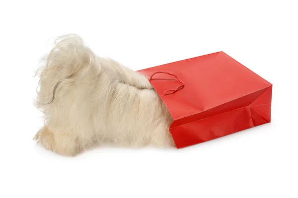 Cão Havanês curioso está olhando para um saco vermelho — Fotografia de Stock
