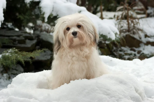 Cute little Havanese girl dog in the snow — Stock Photo, Image