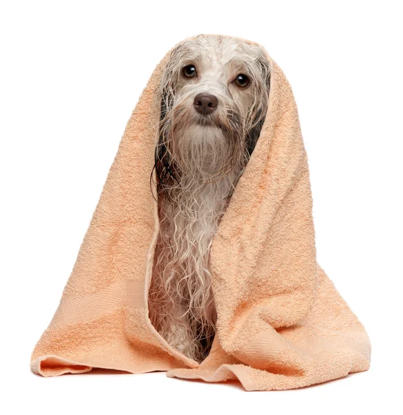 Wet chocolate havanese dog after bath — Stock Photo, Image