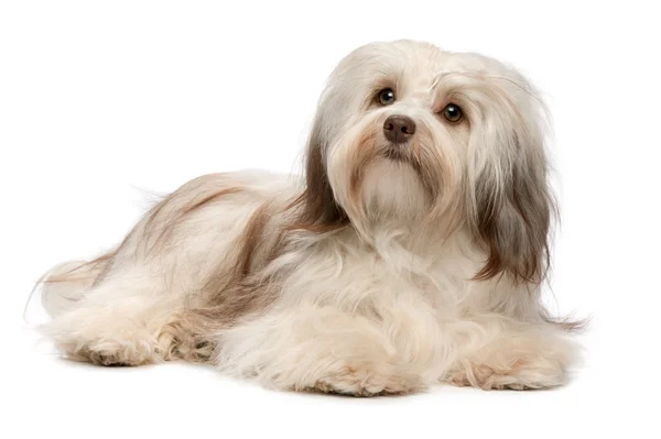 Cantik berbaring cokelat Havanese anjing — Stok Foto