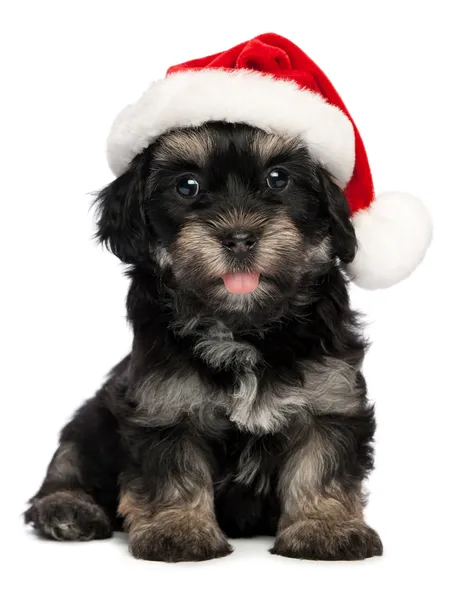 Cute Christmas havanese puppy dog — Stock Photo, Image