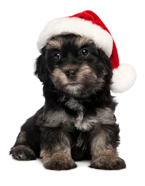 Boże Narodzenie pies szczeniak hawańczyk — Zdjęcie stockowe