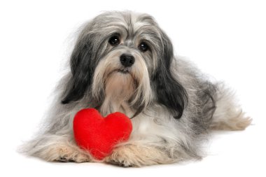 Sevgili Sevgiliye havanese erkek köpek