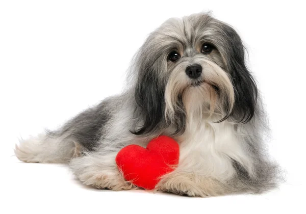 Elsker Valentine Havanese dreng hund - Stock-foto