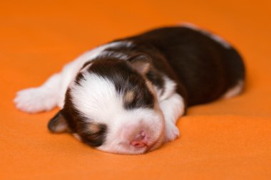 sevimli uyuyan bir hafta eski çikolata havanese köpek yavrusu köpek