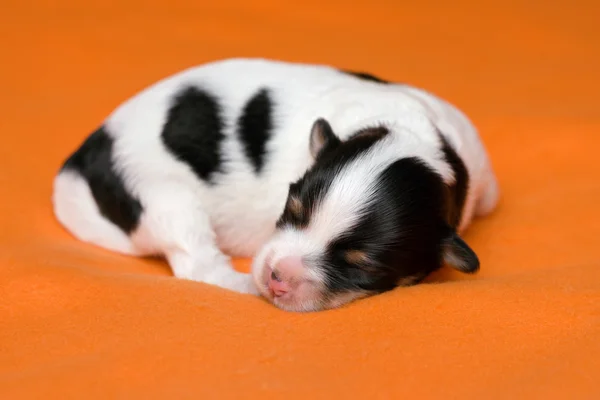 A cute sleeping one week old tricolor havanese puppy dog — Stock Photo, Image
