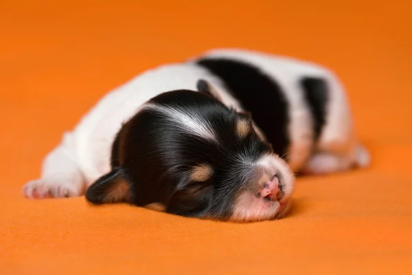 Симпатичный спящий двухнедельный трехцветный щенок — стоковое фото