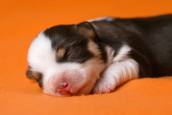 A cute sleeping one week old chocolate havanese puppy dog — Stock Photo, Image