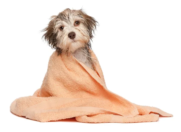Wet chocolate havanese puppy after bath — Stock Photo, Image