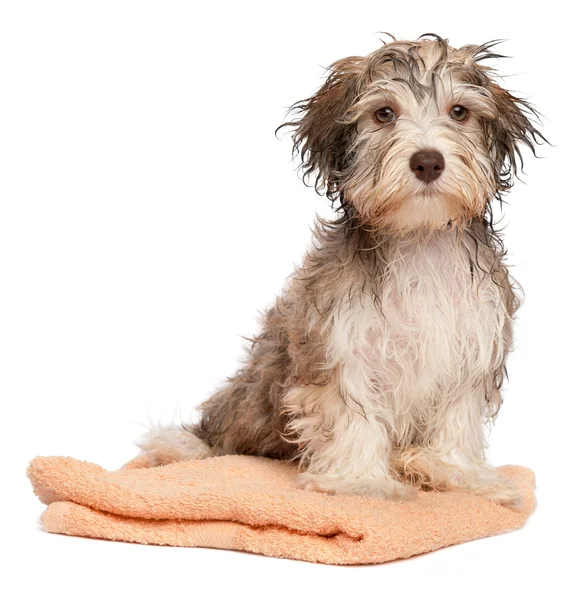 Мокрый шоколадный гаванский щенок после ванны — стоковое фото