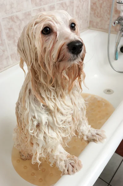 A bathing havanese dog — Stock Photo, Image