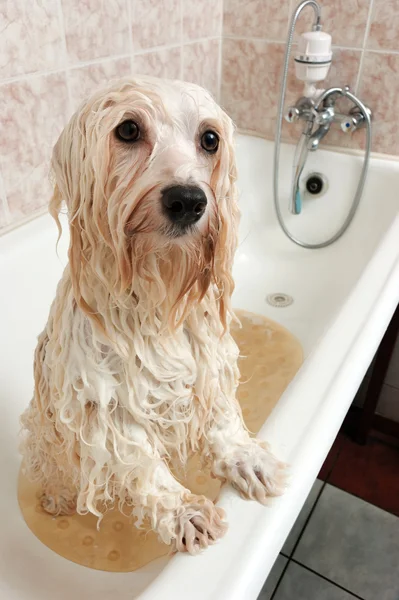 En bad havanese hund — Stockfoto