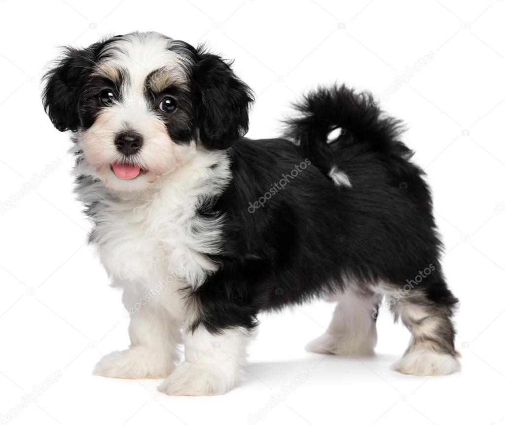 A beautiful happy tricolor havanese puppy dog is standing Stock Photo