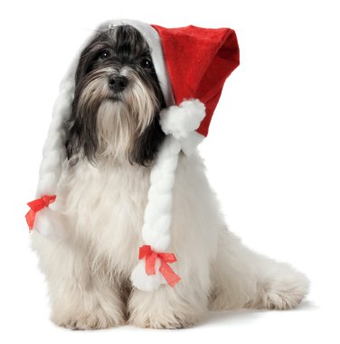 sevimli Noel havanese köpek