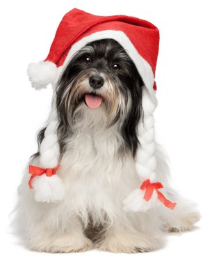 mutlu Noel havanese köpek