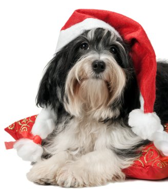 sevimli Noel havanese köpek