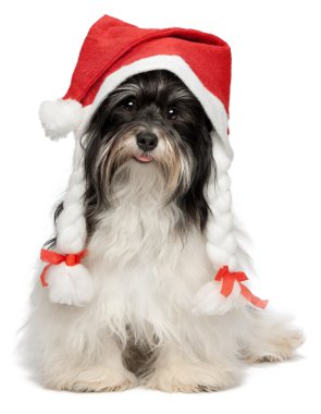 mutlu Noel havanese köpek