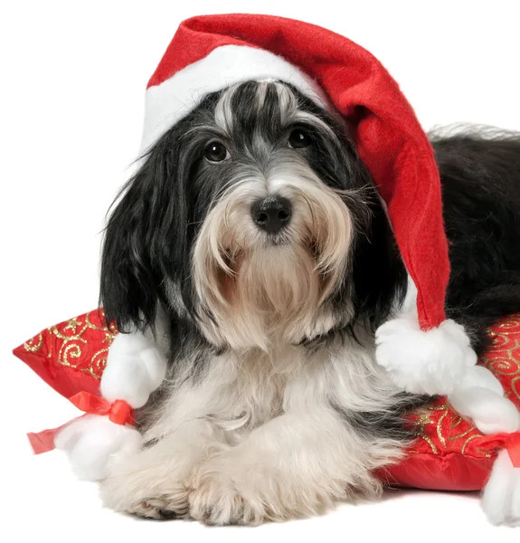 Bonito cachorro havanese de Natal — Fotografia de Stock