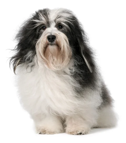 Cute sitting tricolor Havanese dog is looking upwards Stock Photo by