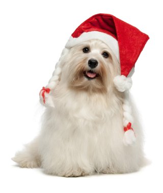 mutlu Noel havanese köpek