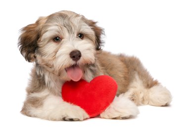 Sevgili Sevgililer günü çikolata havanese