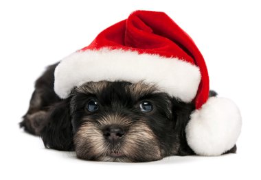 sevimli Noel havanese köpek yavrusu