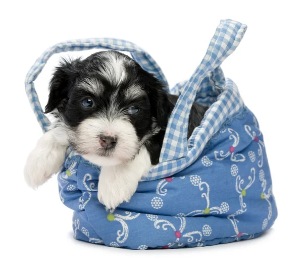 A cute awakening havanese puppy — Stock Photo, Image