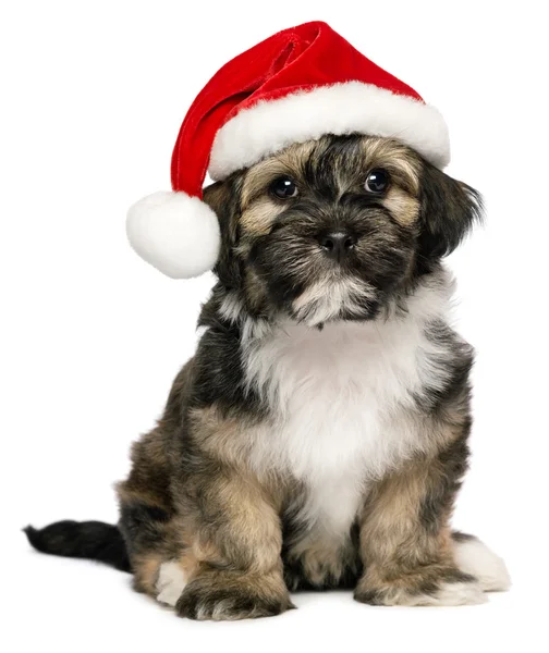 Cute Christmas Havanese puppy dog with a Santa hat — Stock Photo, Image