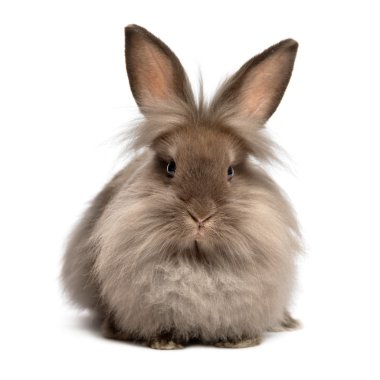 A lying chocolate colored lionhead bunny rabbit clipart