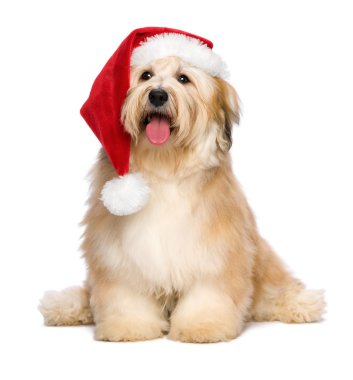 Cute reddish sitting Christmas Havanese puppy dog with a Santa hat