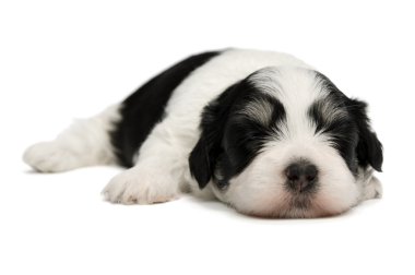 sevimli uyku havanese köpek