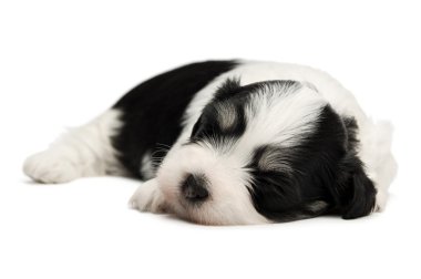 sevimli uyku havanese köpek