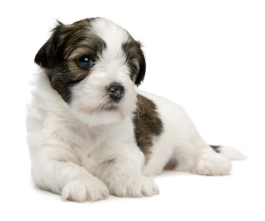 sevimli küçük sable havanese köpek