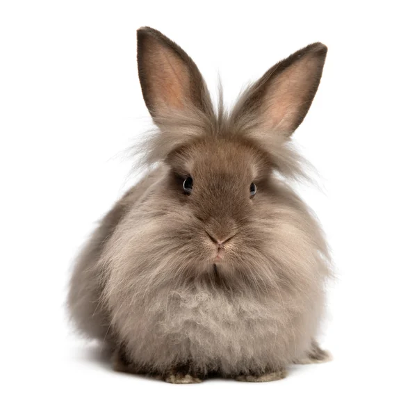 Un conejo de cabeza de león de color chocolate mentiroso —  Fotos de Stock